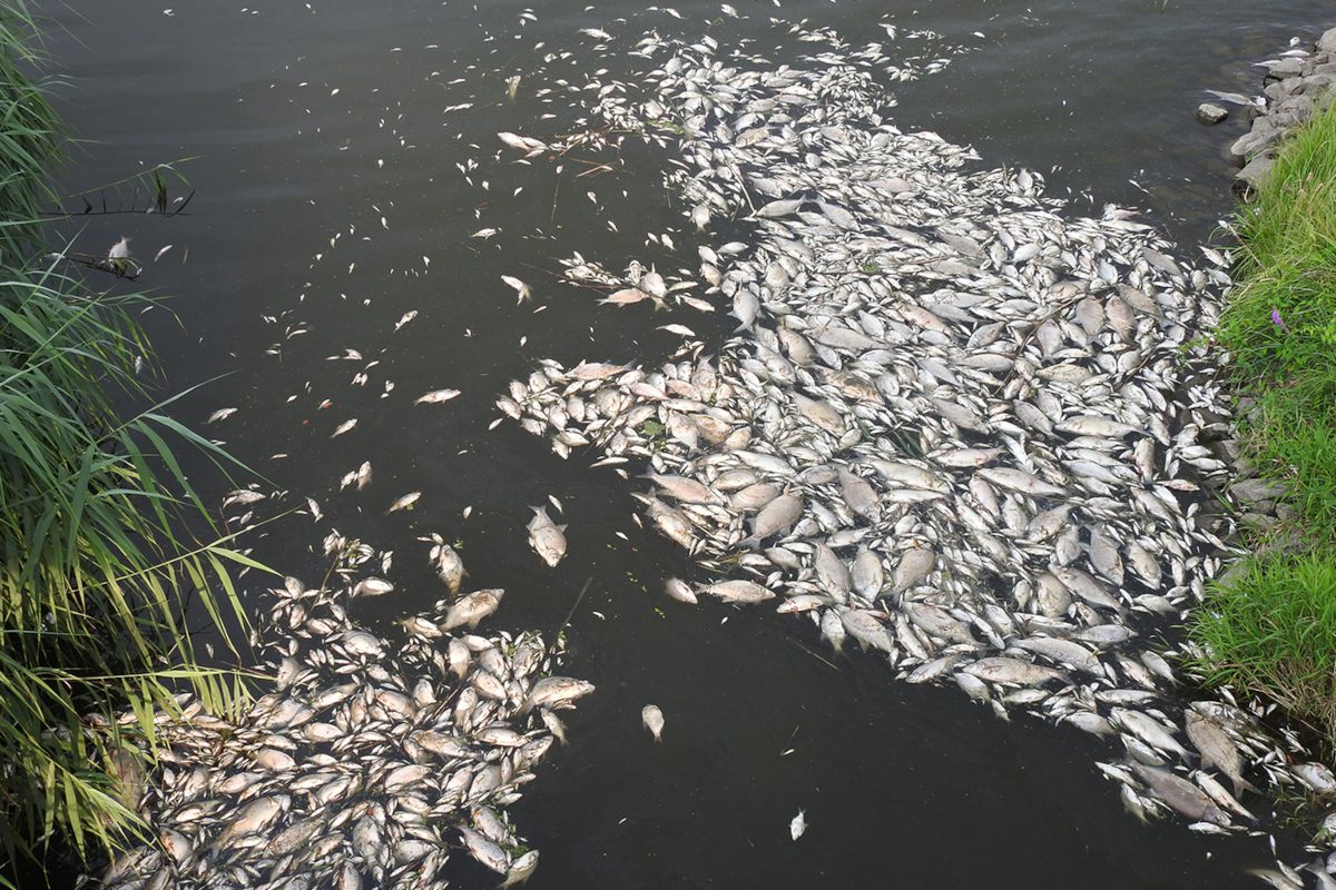 Dead fish in the River Order