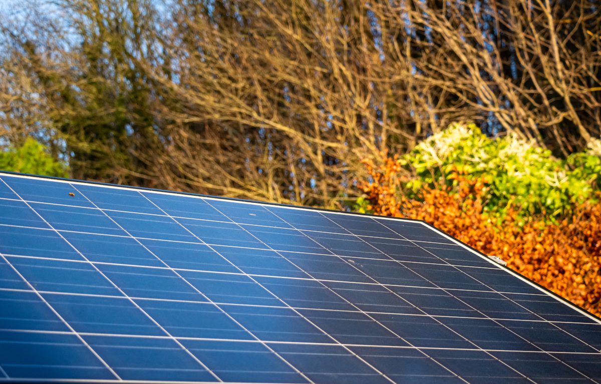 Rooftop solar panel with tree branches at the edge of the scene