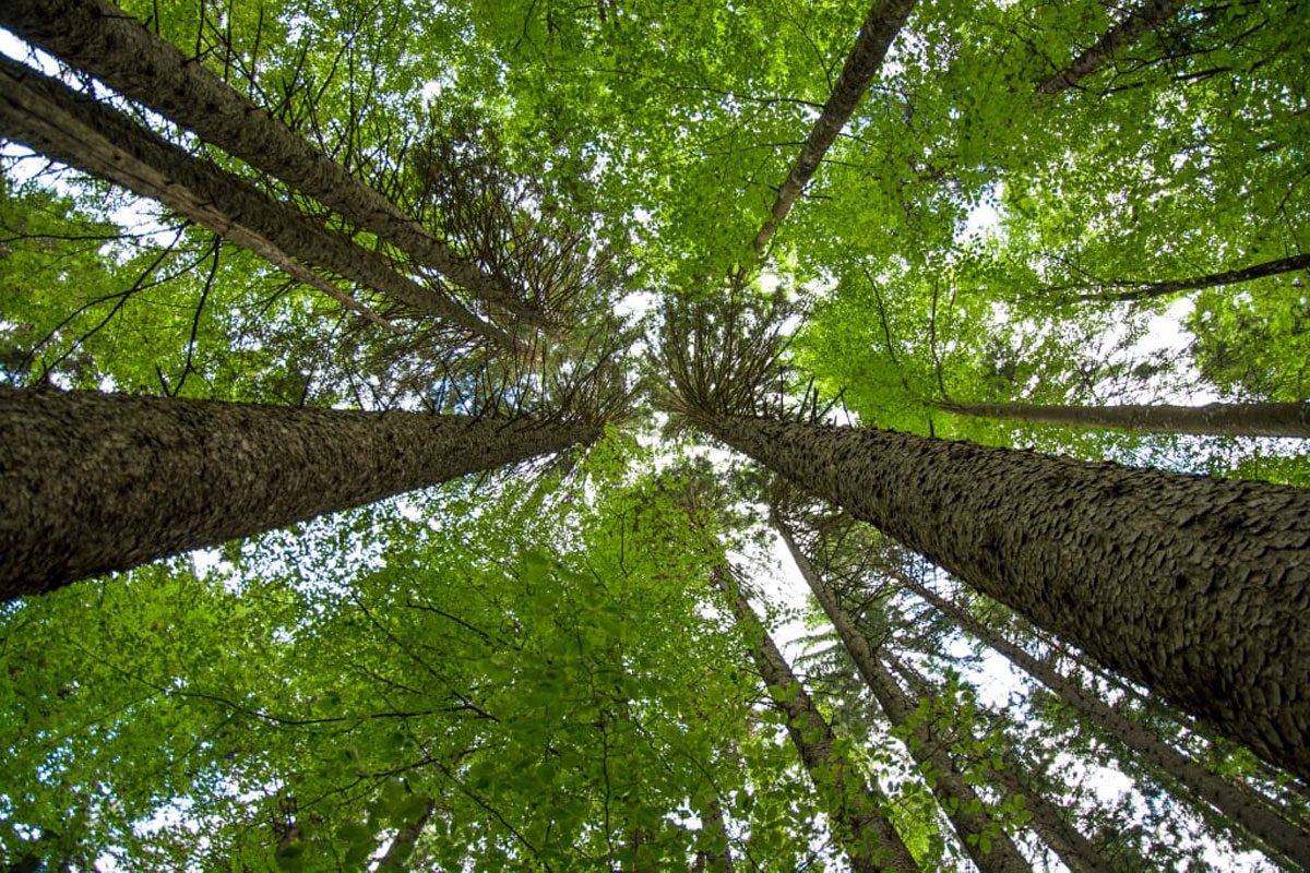 Ground-level image of overhead tree canopy, converging on a target-like space in which open sky is visible