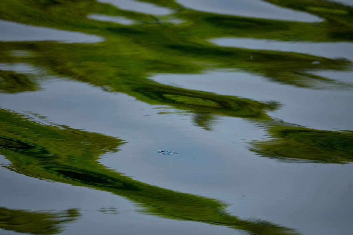Dark, rippled surface of a water body